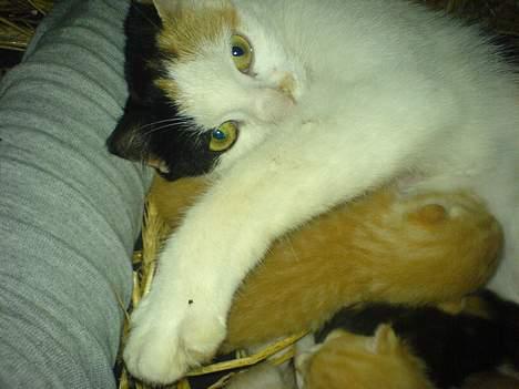 Huskat Pom-Pom - Sammen med sin mor billede 6