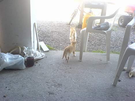 Huskat Pom-Pom - Pomme sammen med hankatten billede 7