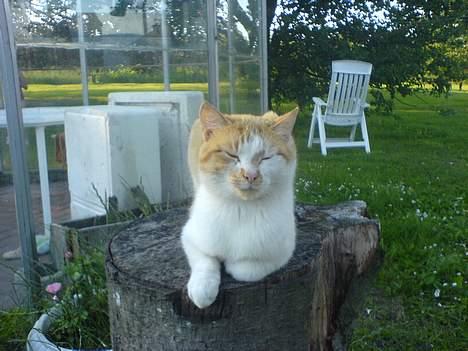 Huskat Katmissen †død† - yndlings-sovestedet... Altid dejlige Misser. billede 1