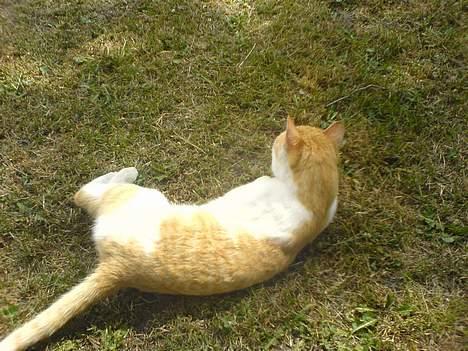 Huskat Katmissen †død† - Missen, der ligger og hygger sin i haven. billede 2