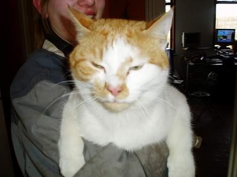 Huskat Katmissen †død† - .oO(hvad man ikke må finde sig i...)  billede 3