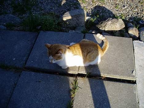 Huskat Katmissen †død† - Søde Misser, der tager en lur for enden af huset. billede 4