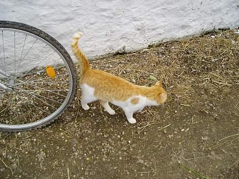 Huskat Katmissen †død† - .oO(hvorfor er det kun mennesker, der kan cykle?) billede 6