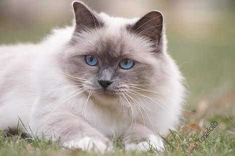 Hellig Birma Dumle von Tasi´s billede 8