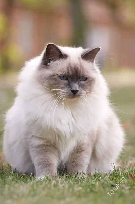 Hellig Birma Dumle von Tasi´s billede 9