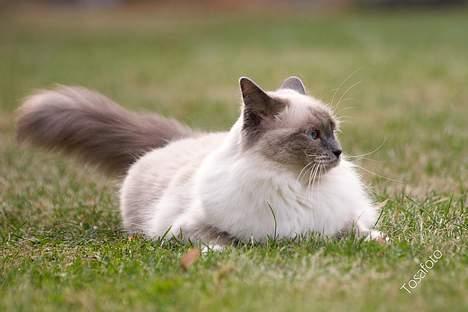 Hellig Birma Dumle von Tasi´s billede 10