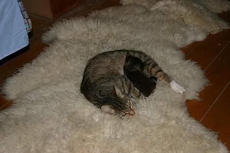 Blanding af racer Rhea billede 6