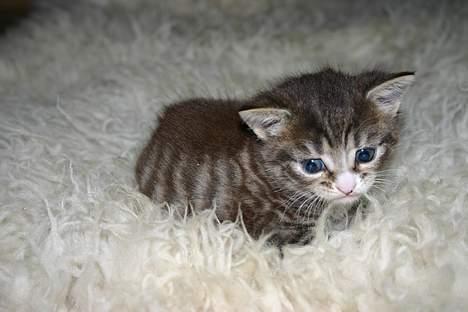 Blanding af racer Rhea billede 7