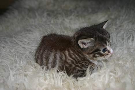 Blanding af racer Rhea billede 8