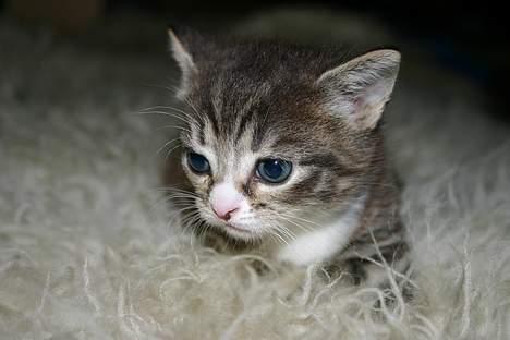 Blanding af racer Rhea billede 9