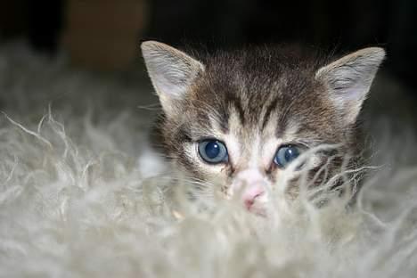 Blanding af racer Rhea billede 10