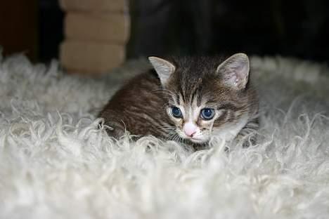 Blanding af racer Rhea billede 11