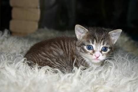 Blanding af racer Rhea billede 12