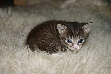 Blanding af racer Rhea billede 13