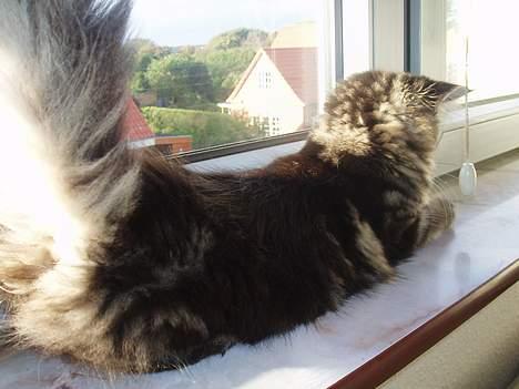 Maine Coon Havana billede 3