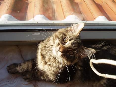 Maine Coon Havana - Hejsa deroppe!! billede 4