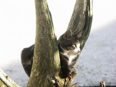 Huskat Frk. Smilla "Nuggi" billede 17