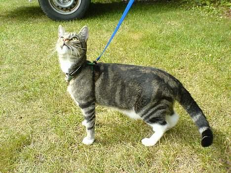 Huskat Spunk - kig på mig... billede 16