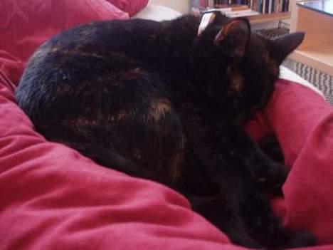 Blanding af racer Chanel billede 1