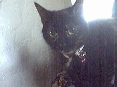 Blanding af racer Chanel billede 2