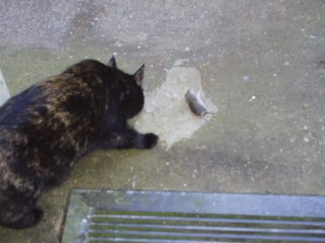 Blanding af racer Chanel billede 3