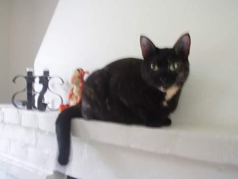 Blanding af racer Chanel billede 4