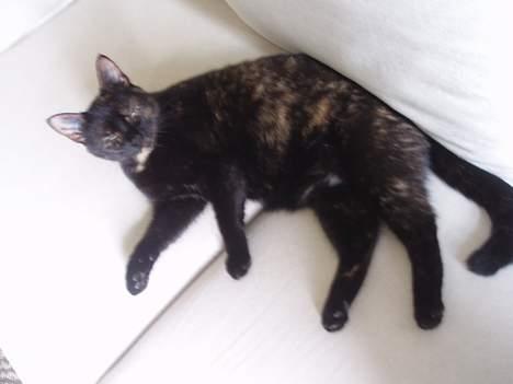 Blanding af racer Chanel billede 5