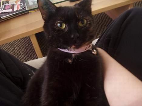 Blanding af racer Chanel billede 6