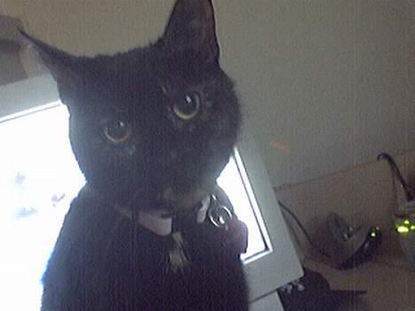 Blanding af racer Chanel billede 7