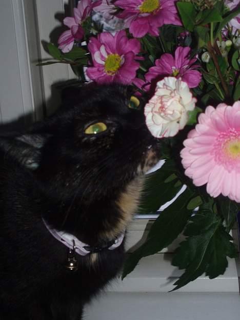 Blanding af racer Chanel billede 9