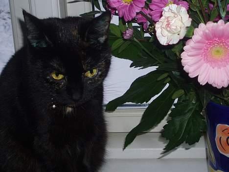 Blanding af racer Chanel billede 10