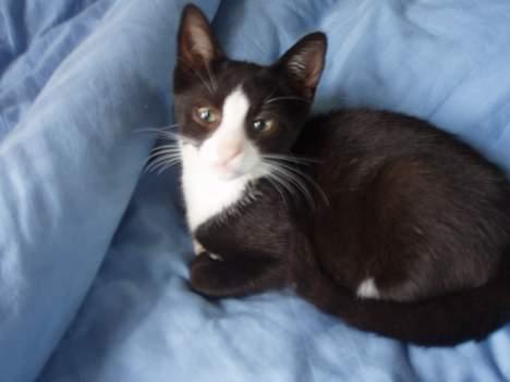 Huskat Dolce/dolf billede 1