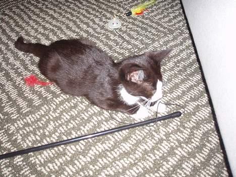 Huskat Dolce/dolf billede 2