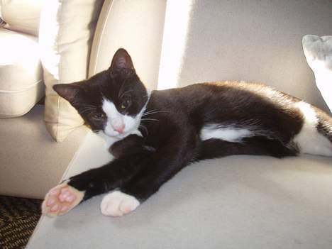 Huskat Dolce/dolf billede 3