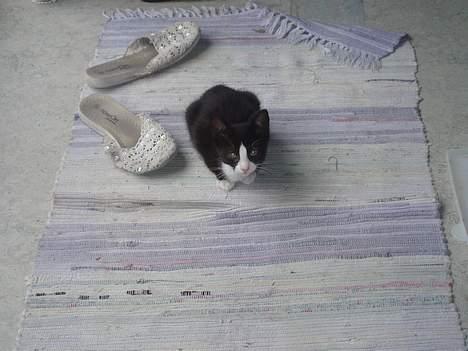 Huskat Dolce/dolf billede 4