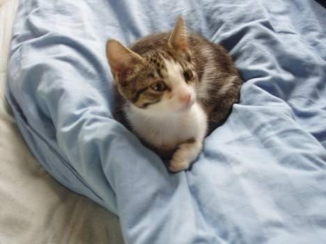 Huskat Gabanna billede 1