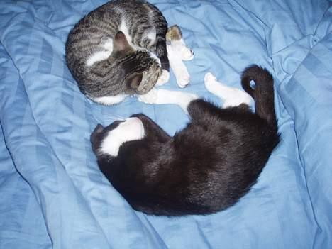 Huskat Gabanna billede 2