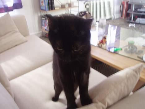 Blanding af racer Chanel billede 11