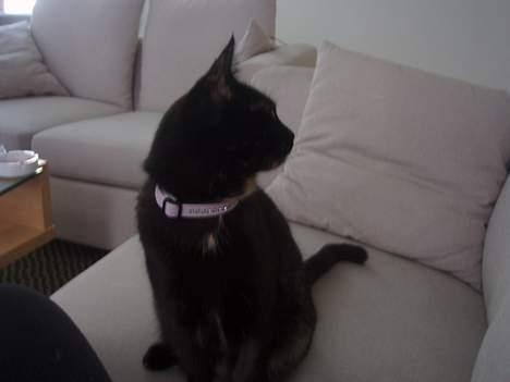 Blanding af racer Chanel billede 12