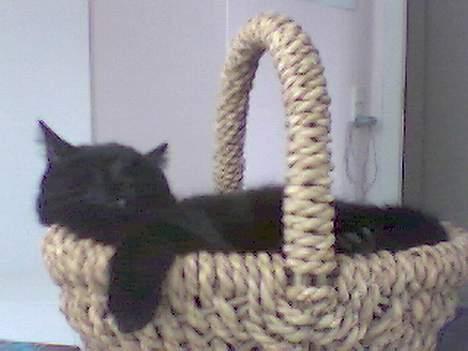 Huskat Kazpar billede 6