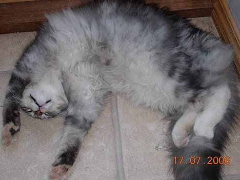 Maine Coon DK coon Vally`s Alaska - en lille rund bolle billede 10