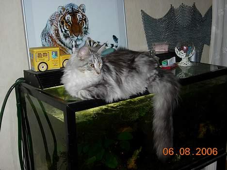 Maine Coon DK coon Vally`s Alaska - elsker bare de fisk, kan kigge på dem i timevis billede 11