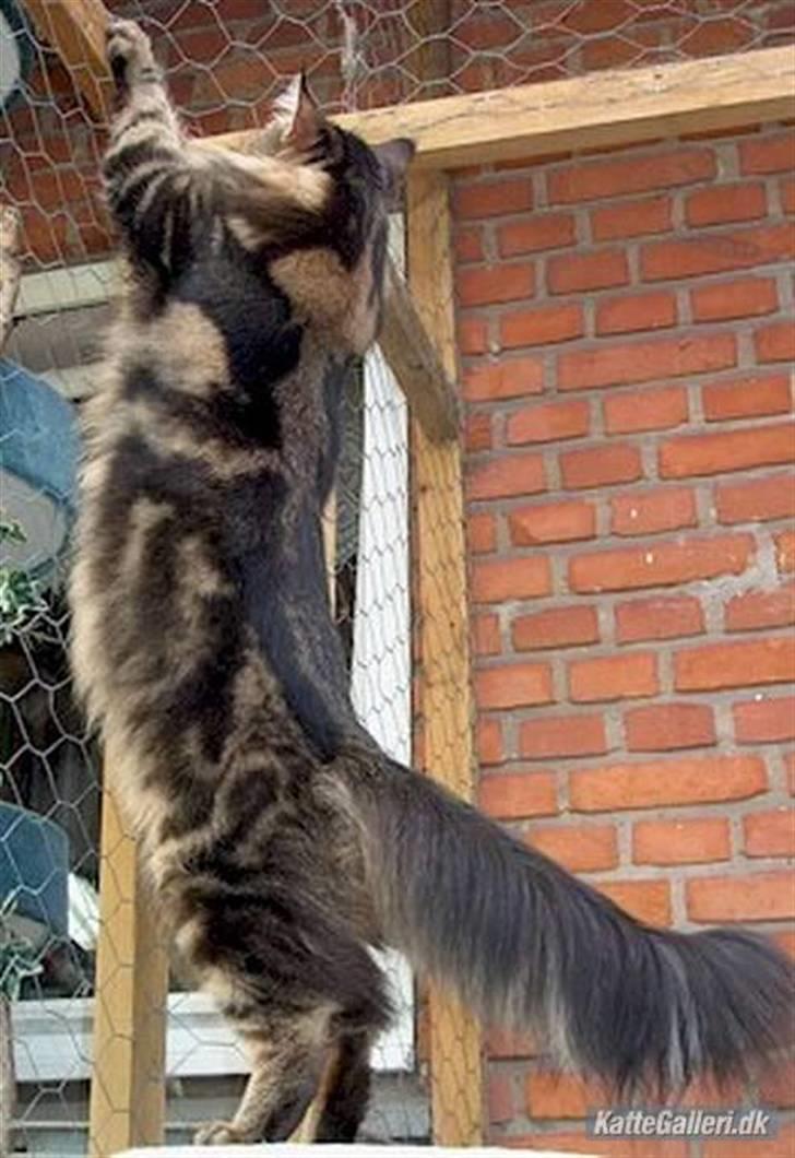 Maine Coon Savincoon Woodstock  - Jeg hænger lige lidt ud ;-) billede 1