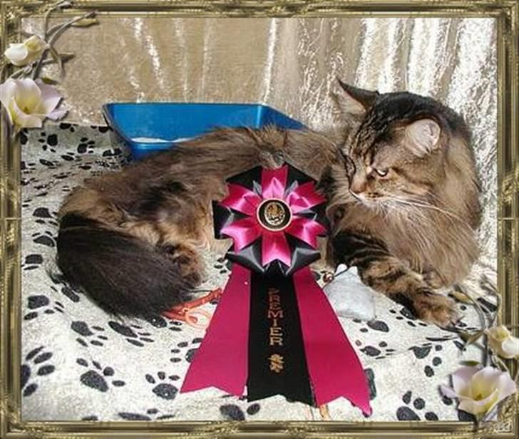 Maine Coon Savincoon Woodstock  - Så er jeg endelig blevet premier :-) billede 2