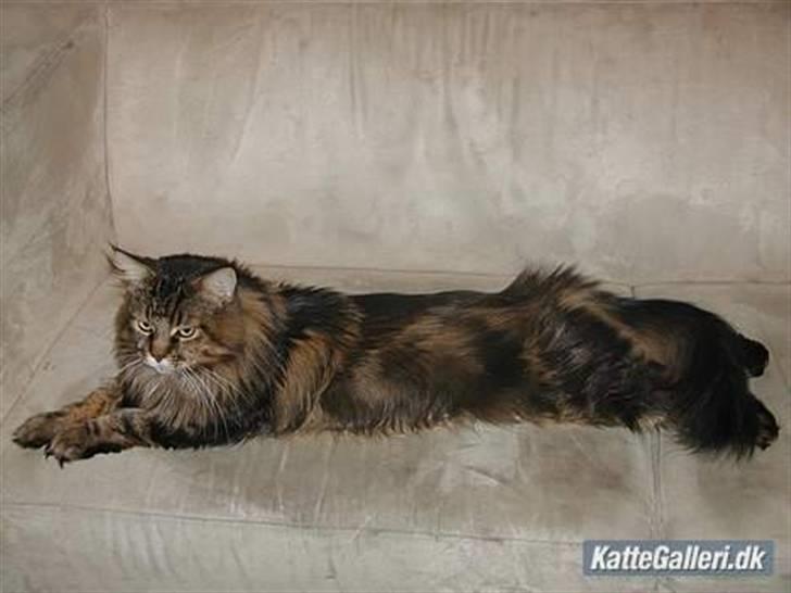 Maine Coon Savincoon Woodstock  - Se, hvor lang jeg er billede 3