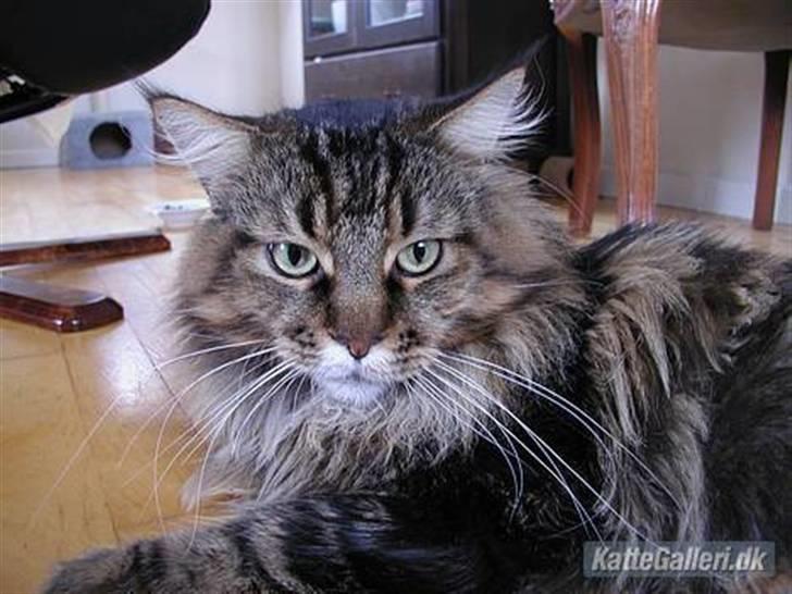 Maine Coon Savincoon Woodstock  - Mit navn er Woodstock. Savincoon Woodstock. Bare kald mig Wood ;-) billede 4