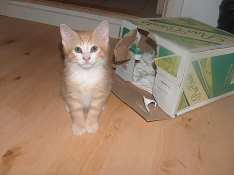 Huskat Garfield billede 3