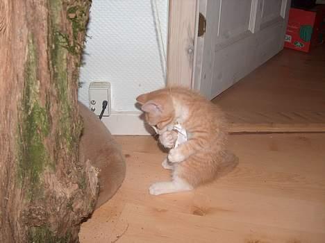 Huskat Garfield billede 4