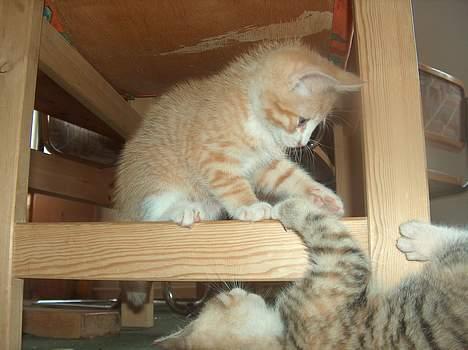 Huskat Garfield billede 6