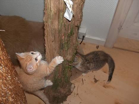 Huskat Garfield - krase kravle krase krase billede 8